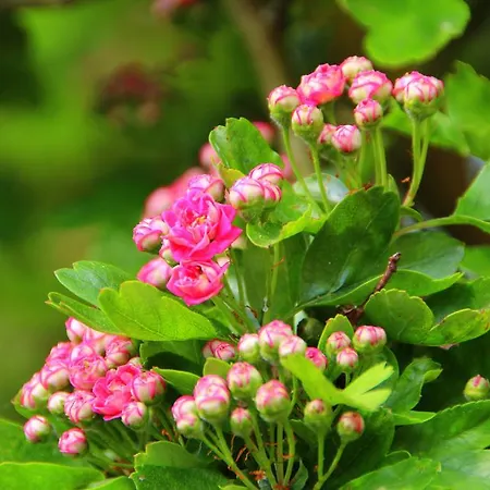 Thorsten Frundt * بريرو